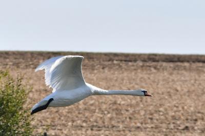 Cygne tuberculé