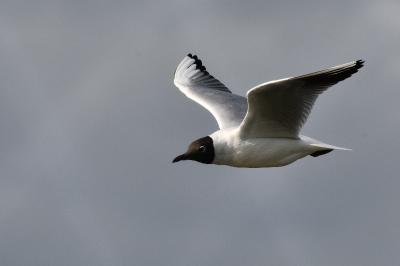 Mouette rieuse