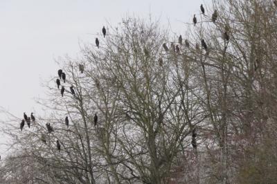 Grand Cormoran