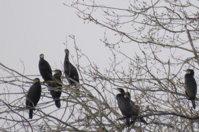 Grand Cormoran