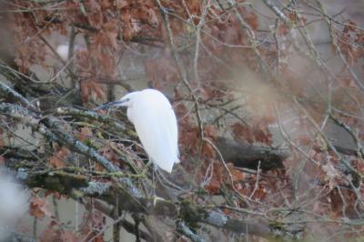 Aigrette garzette