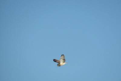 Hibou des marais
