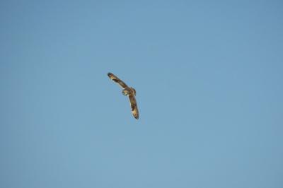 Hibou des marais
