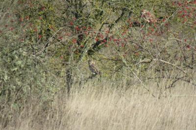 Hibou des marais