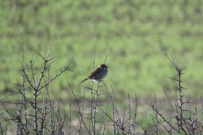 Moineau friquet