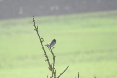 Bruant des roseaux