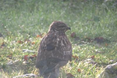 Buse variable