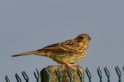 Bruant jaune