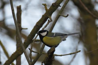 Mésange charbonnière
