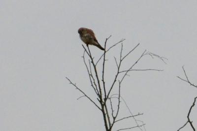 Faucon crécerelle