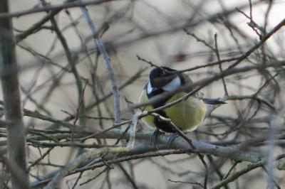 Mésange charbonnière
