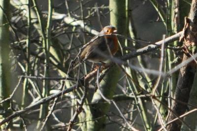 Rougegorge familier