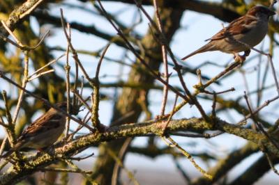 Moineau domestique