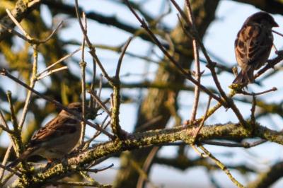 Moineau domestique