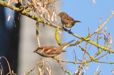 Moineau domestique