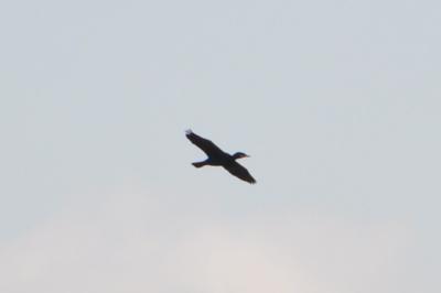 Grand Cormoran