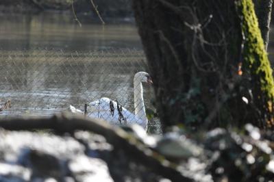 Cygne tuberculé