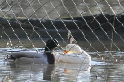 Canard colvert