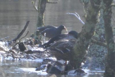 Poule-d'eau