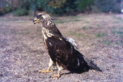 Buse variable