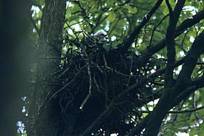 Buse variable