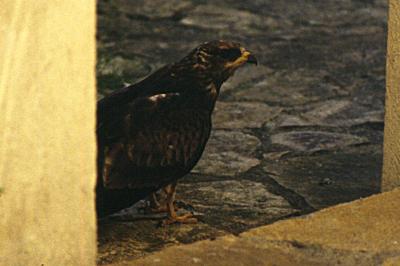 Buse variable