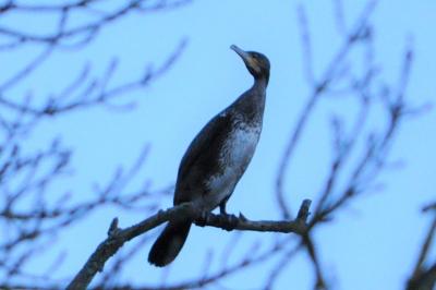 Grand Cormoran