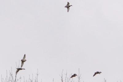 Canard colvert
