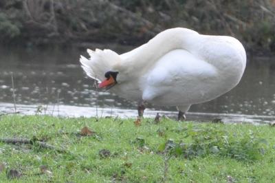 Cygne tuberculé