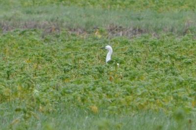 Aigrette garzette