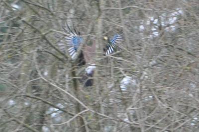 Geai des chênes