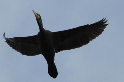 Grand Cormoran