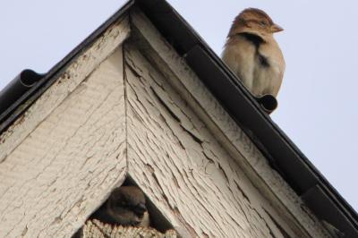 Moineau domestique