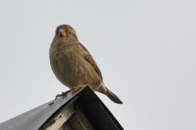 Moineau domestique