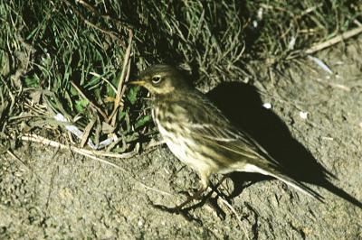 Pipit farlouse