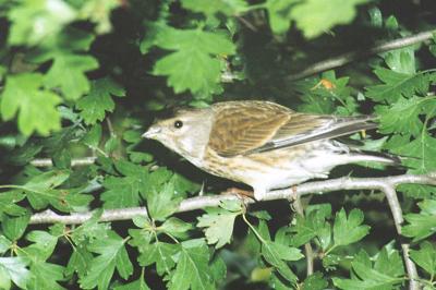 Linotte mélodieuse