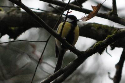 Mésange charbonnière