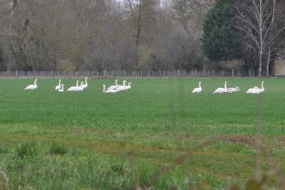 Cygne tuberculé
