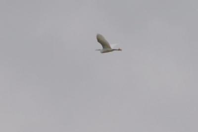 Aigrette garzette