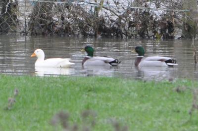 Canard colvert