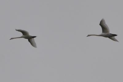 Cygne tuberculé