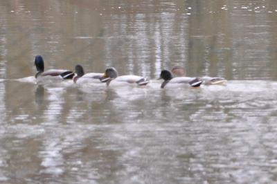 Canard colvert