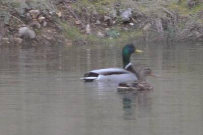 Canard colvert