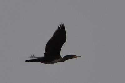 Grand Cormoran