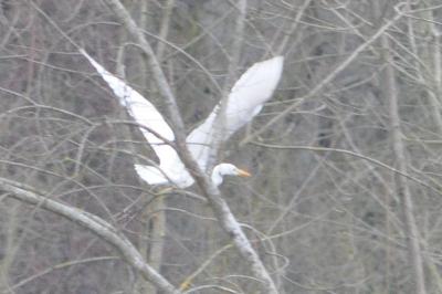 Grande Aigrette