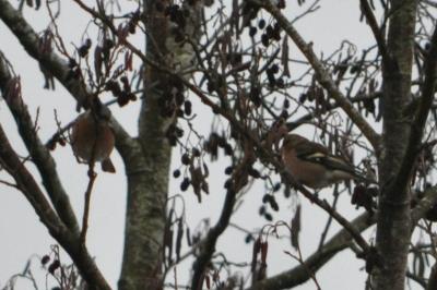 Pinson des arbres