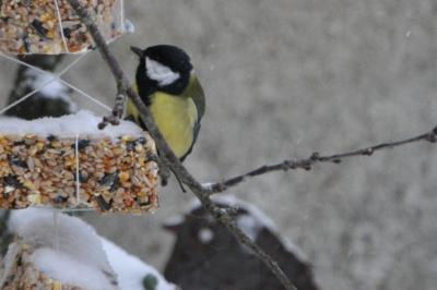 Mésange charbonnière