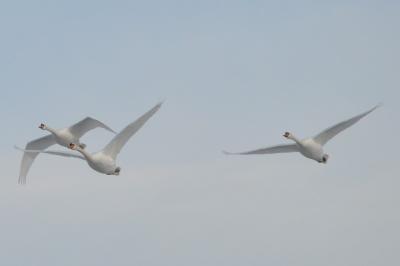Cygne tuberculé
