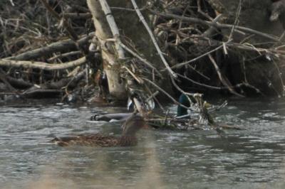 Canard colvert