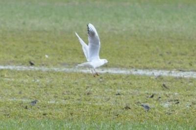 Mouette rieuse